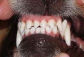 ROTTWEİLER IRK STANDARTLARI