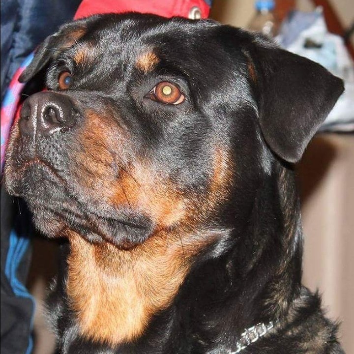 ROTTWEİLER IRKININ TARİHİ